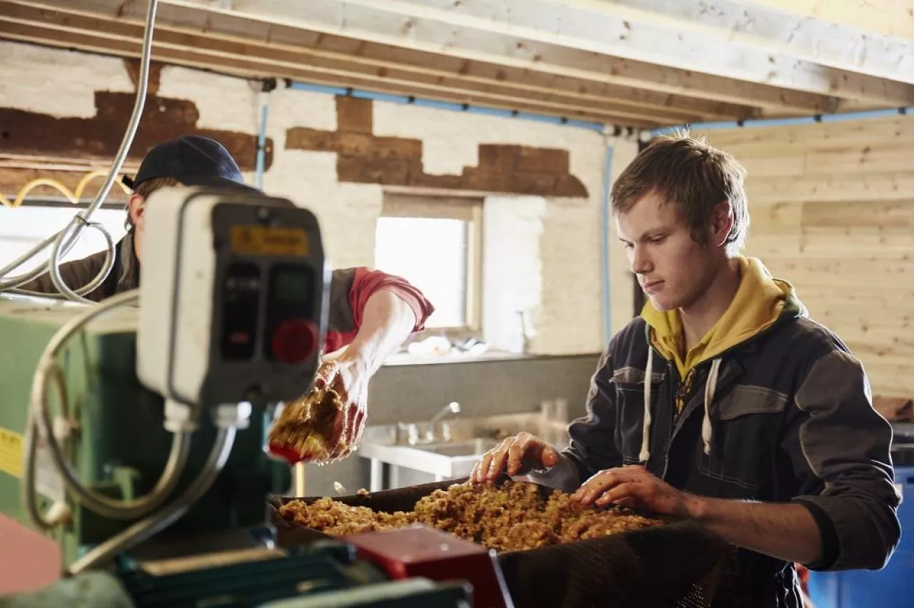 A man processing cider apples in a commercial cider press.