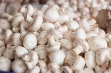 Pile of fresh white champignons close up. Heap of organic mushrooms. Food selling concept.