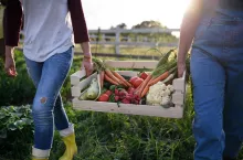 An unrecognizable female farmers carrying crate with homegrown vegetables outdoors at community farm.
