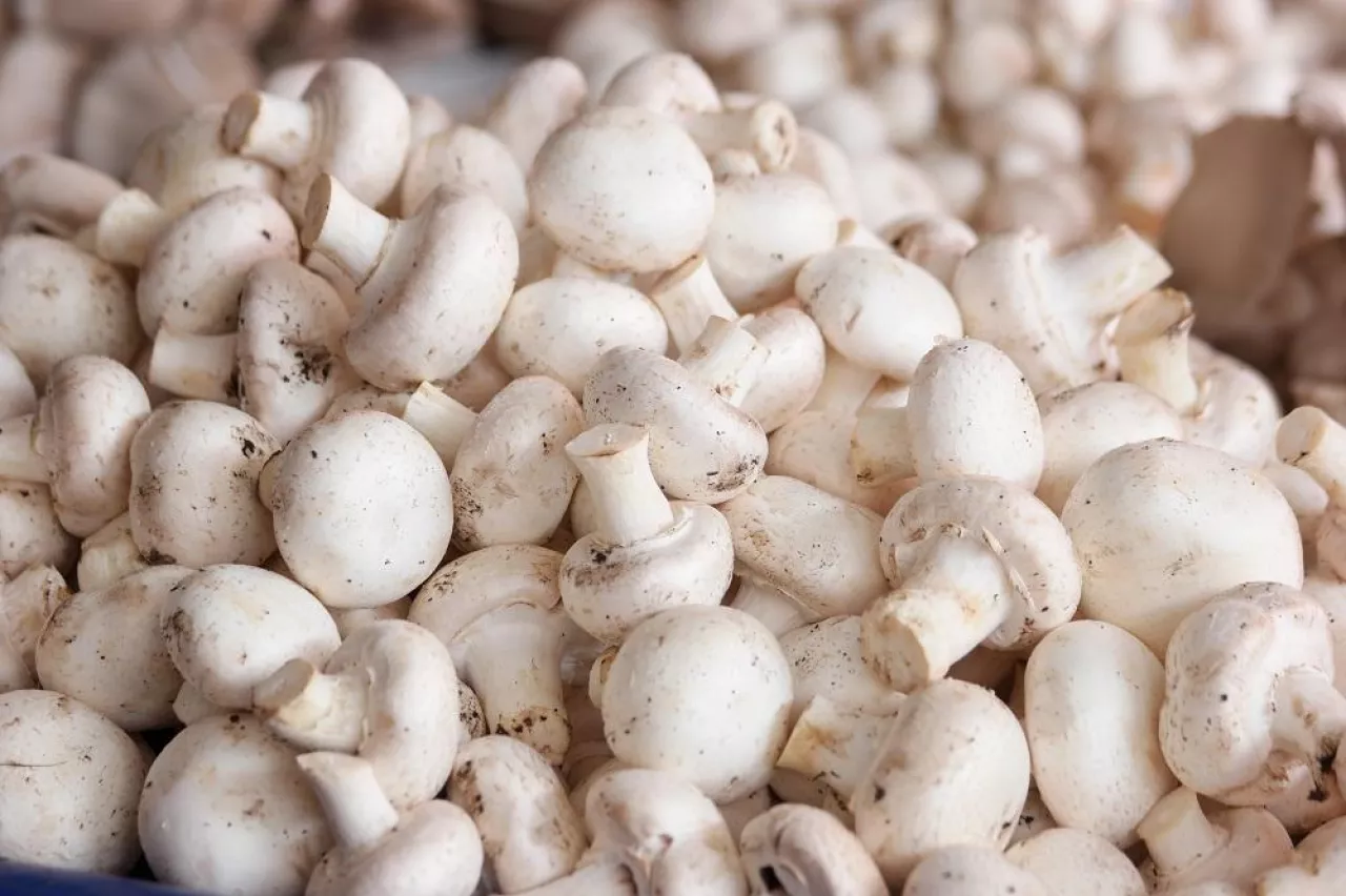 Pile of fresh white champignons close up. Heap of organic mushrooms. Food selling concept.