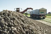 Machine harvest sugarbeet. Heap sugar beet in farm.