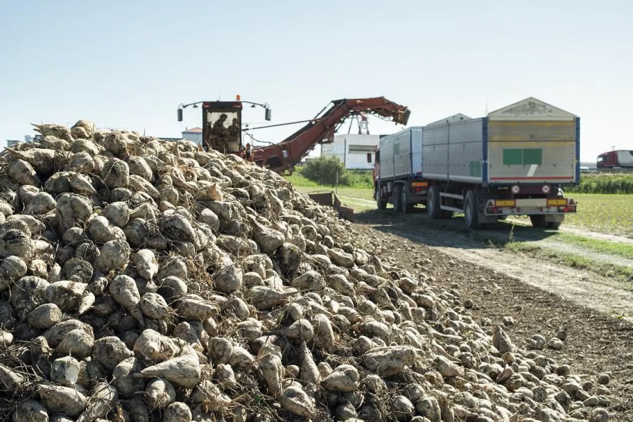 Machine harvest sugarbeet. Heap sugar beet in farm.