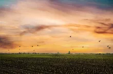 Wide angle view at young corn fields spring time somewhere in Ukraine