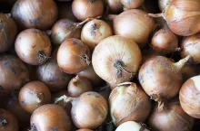 Organic Yellow Onion just harvested