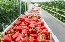 Full carts with just harvested red peppers in the corridor of a Dutch pepper nursery.