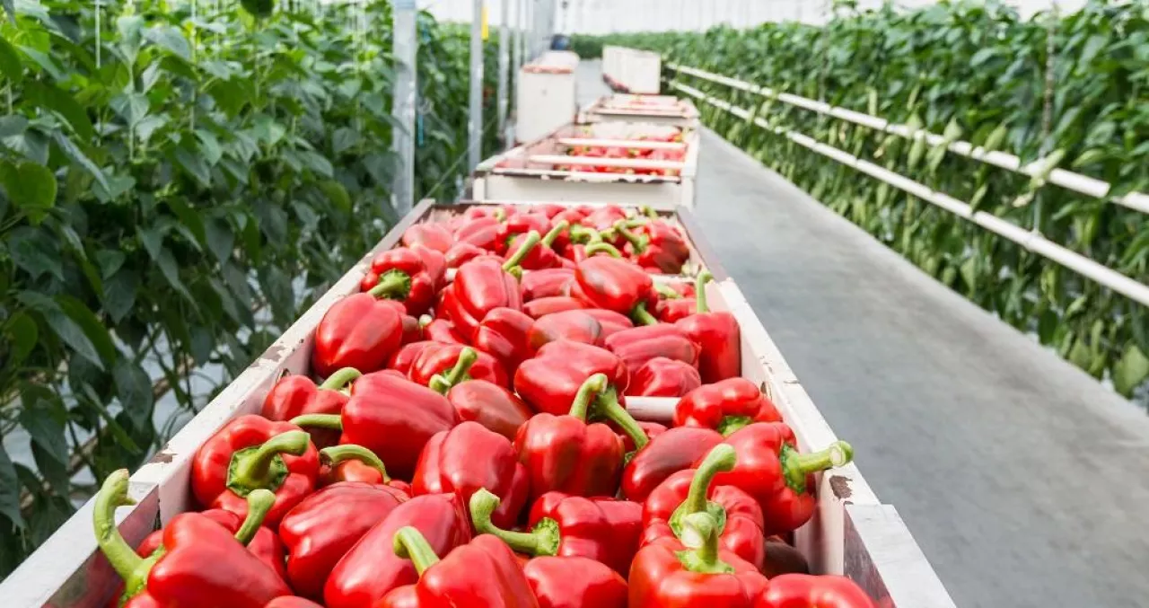 Full carts with just harvested red peppers in the corridor of a Dutch pepper nursery.
