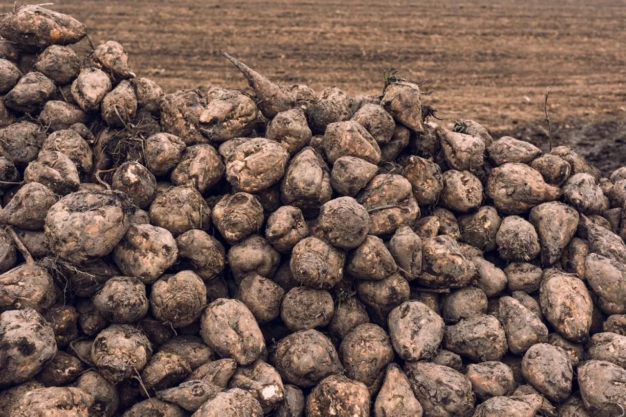 Sugar beet harvest. Pile of harvested agricultural root crop in the field. Selective focus.