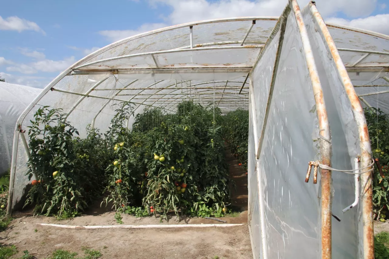 W tunelu mieści się 12 rzędów roślin i 3 przejścia techniczne.