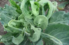 Na żerowanie larw paciornicy wskazują też poskręcane liście i zredukowana powierzchnia blaszki liściowej.