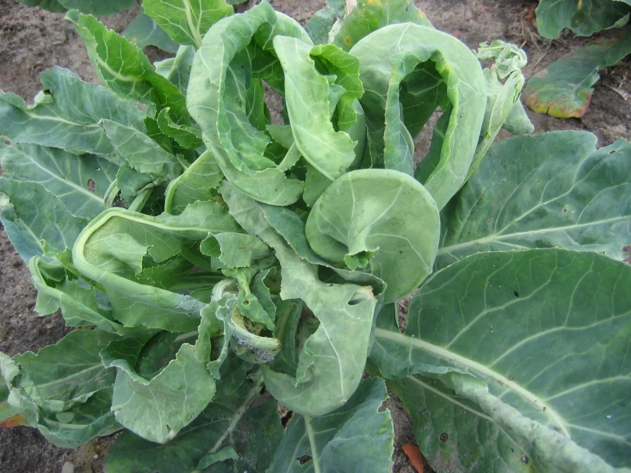 Na żerowanie larw paciornicy wskazują też poskręcane liście i zredukowana powierzchnia blaszki liściowej.