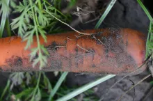 Objaw żerowania bawełnicy na korzeniach marchwi. Jest praktycznie niewidoczny, charakterystyczny biały oprzęd, są liczne korzenie wyrastające z korzenia spichrzowego.