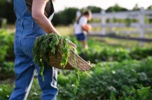 An unrecognizable female farmer carrying basket with homegrown vegetables outdoors at community farm.