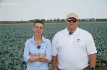 Zagrożenia-ze-strony-szkodników-w-uprawie-brokułów