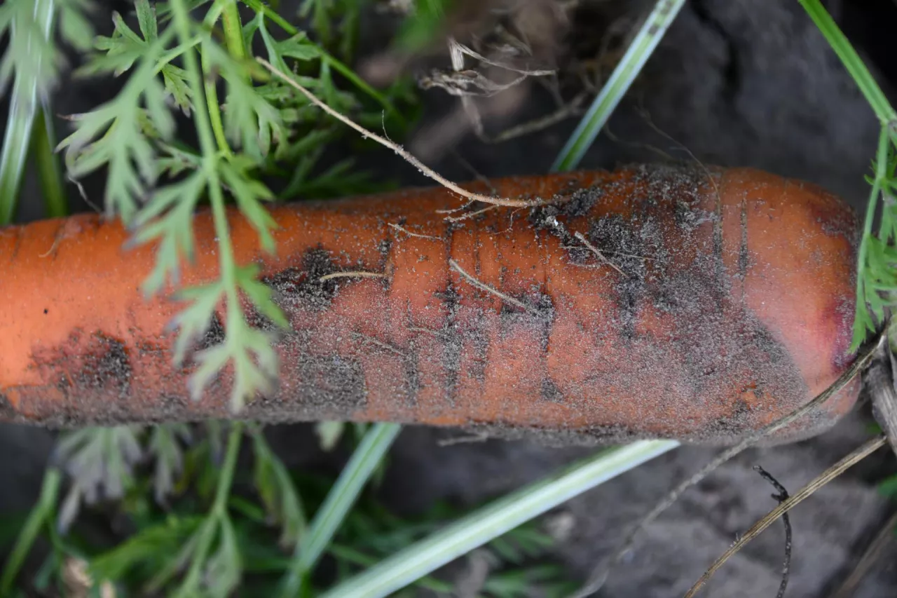 Objaw żerowania bawełnicy na korzeniach marchwi. Jest praktycznie niewidoczny, charakterystyczny biały oprzęd, są liczne korzenie wyrastające z korzenia spichrzowego.