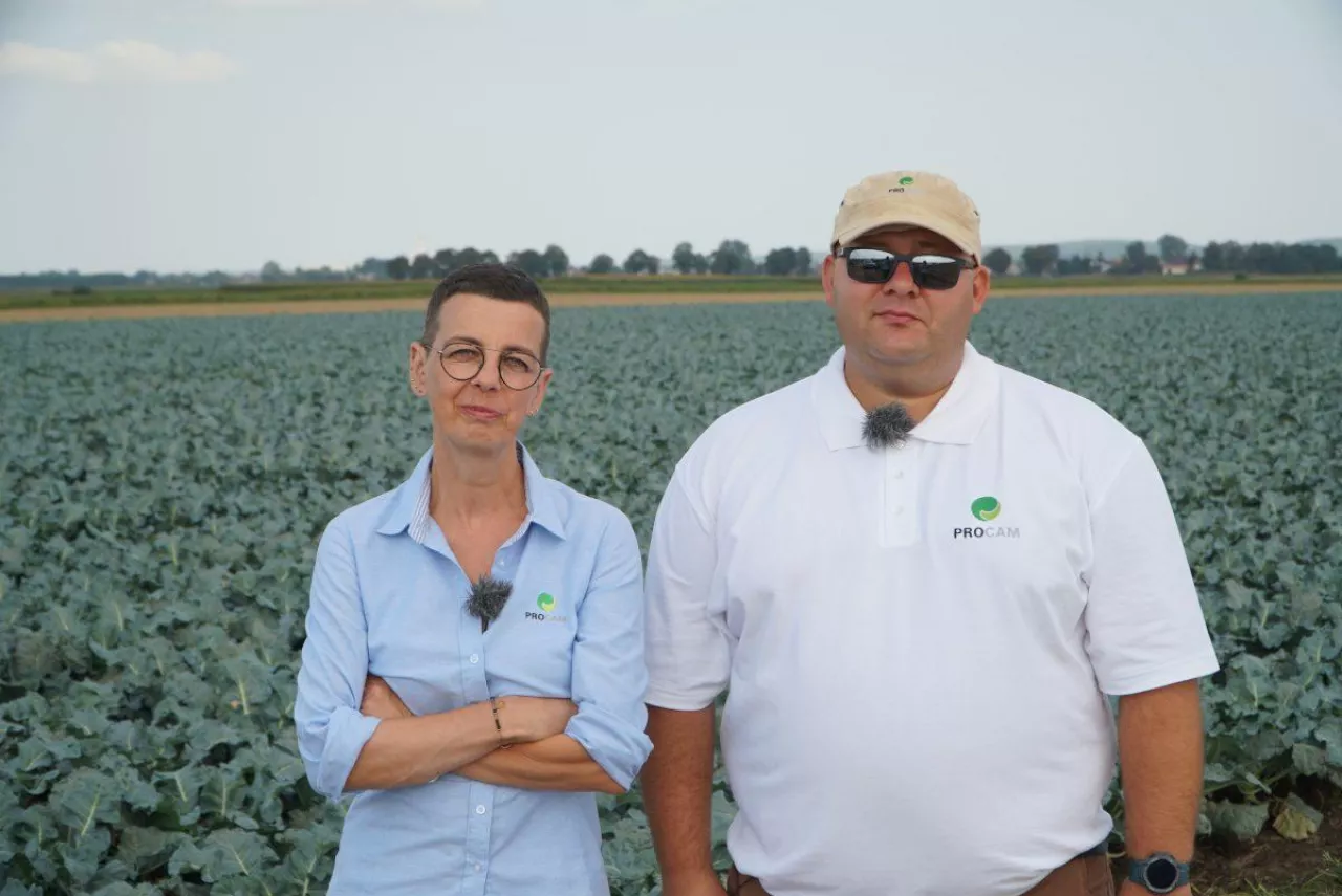 Zagrożenia-ze-strony-szkodników-w-uprawie-brokułów