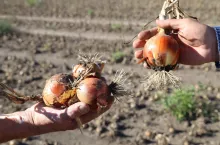 Odmiana mieszańcowa Jady.