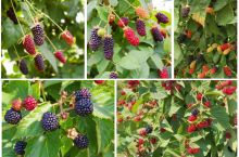 Odmiany jeżyn wielkoowocowych