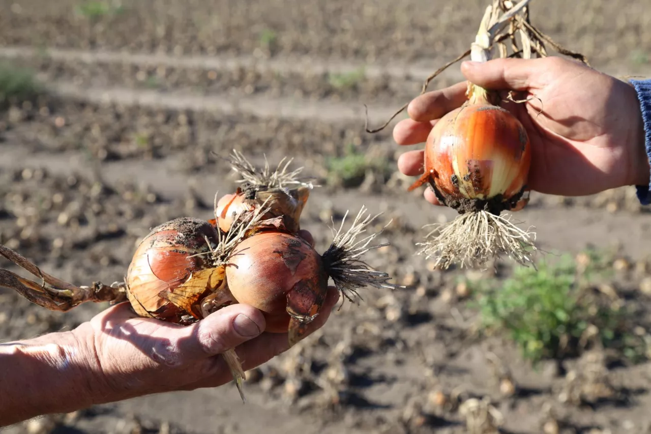 Odmiana mieszańcowa Jady.