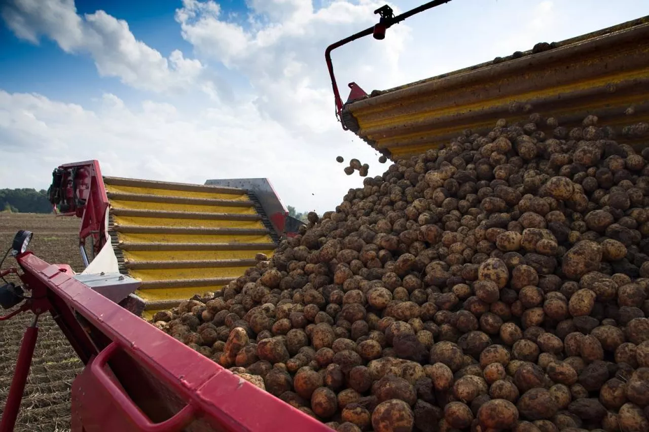Freshly harvested potatoes on conveyor. Farm machinery during digging potatoes on a sunny day.