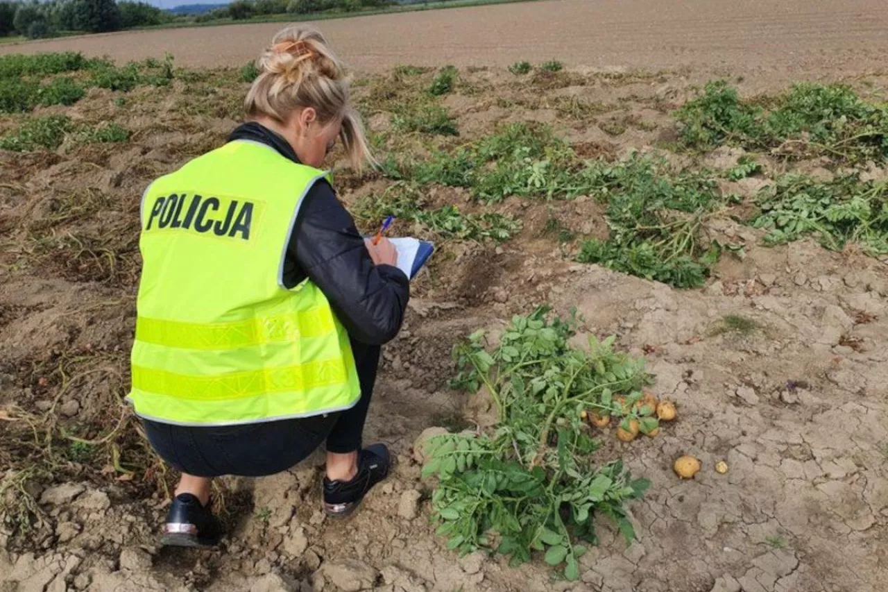 Kradzież płodów rolnych