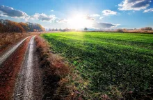 Road near field of winter crop at autumn sunrise