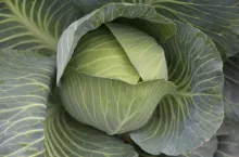 kapusta, ochrona biologiczna kapusty