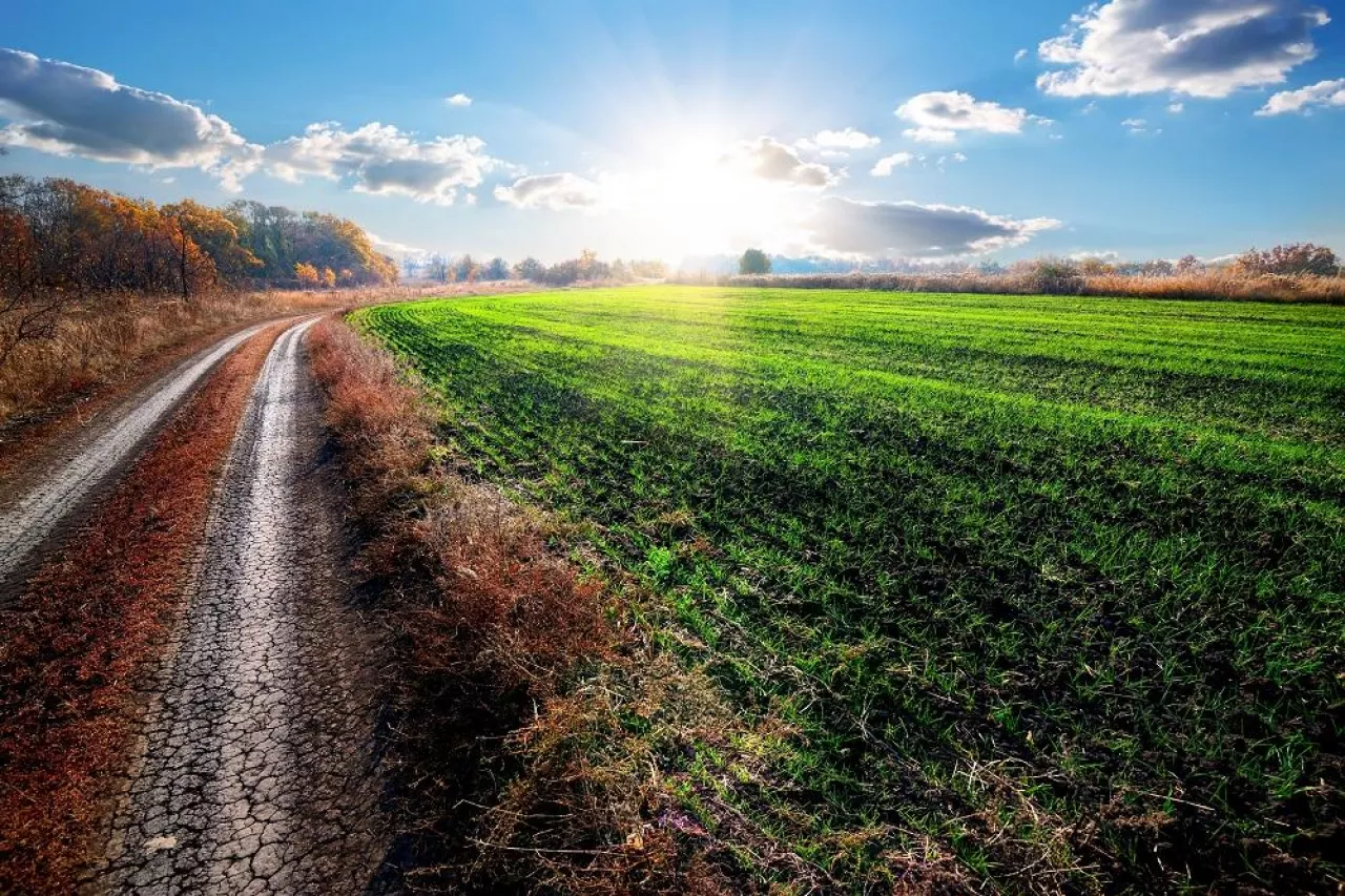 Road near field of winter crop at autumn sunrise