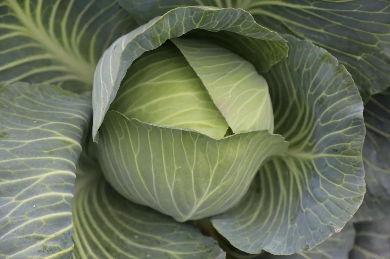 kapusta, ochrona biologiczna kapusty