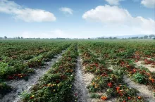 Tomato field on summer day. Agriculture and gardening concept