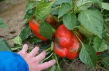 Uprawa papryki polowej Seminis