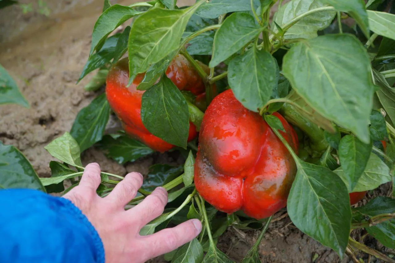 Uprawa papryki polowej Seminis