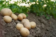 Organic vegetables. Freshly harvested vegetables. Fresh bio potatoes lying on earth near green plant