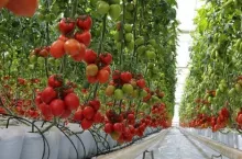 Pomidory szklarniowe