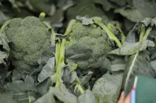 Brokuł - sprzedaż na rynkach hurtowych