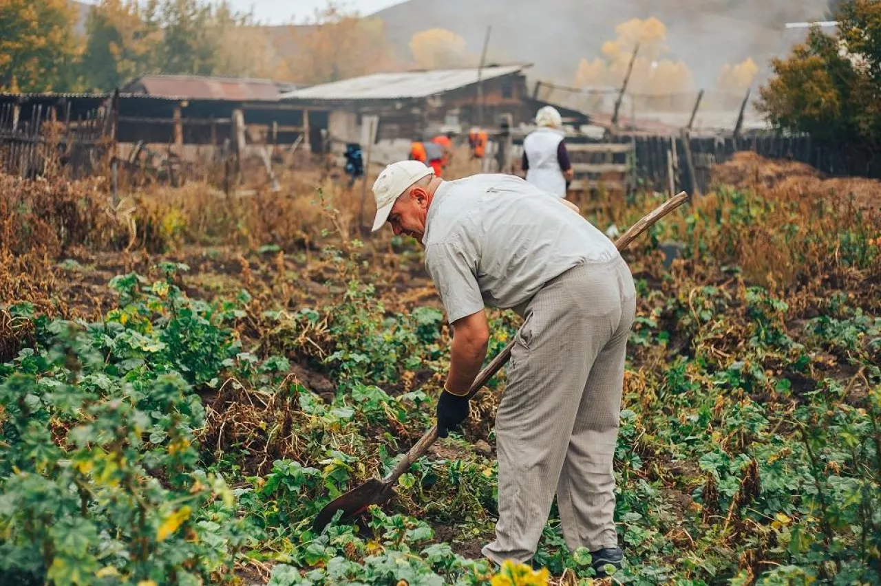 Bio vegetable farming. Organic potato harvest on field. Farmer digging potatoes from the soil.