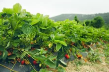 Strawberry bushes on strawberry field in a farm