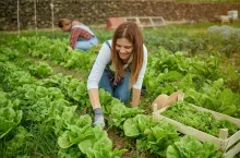 Latino adult female farmer working while harvesting lettuce plant - Farming life and harvesting concept - Focus on face