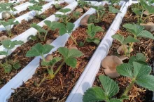 Uprawa truskawek na podłożu popieczarkowym