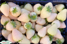 Biała truskawka odmiana Florida Pearl