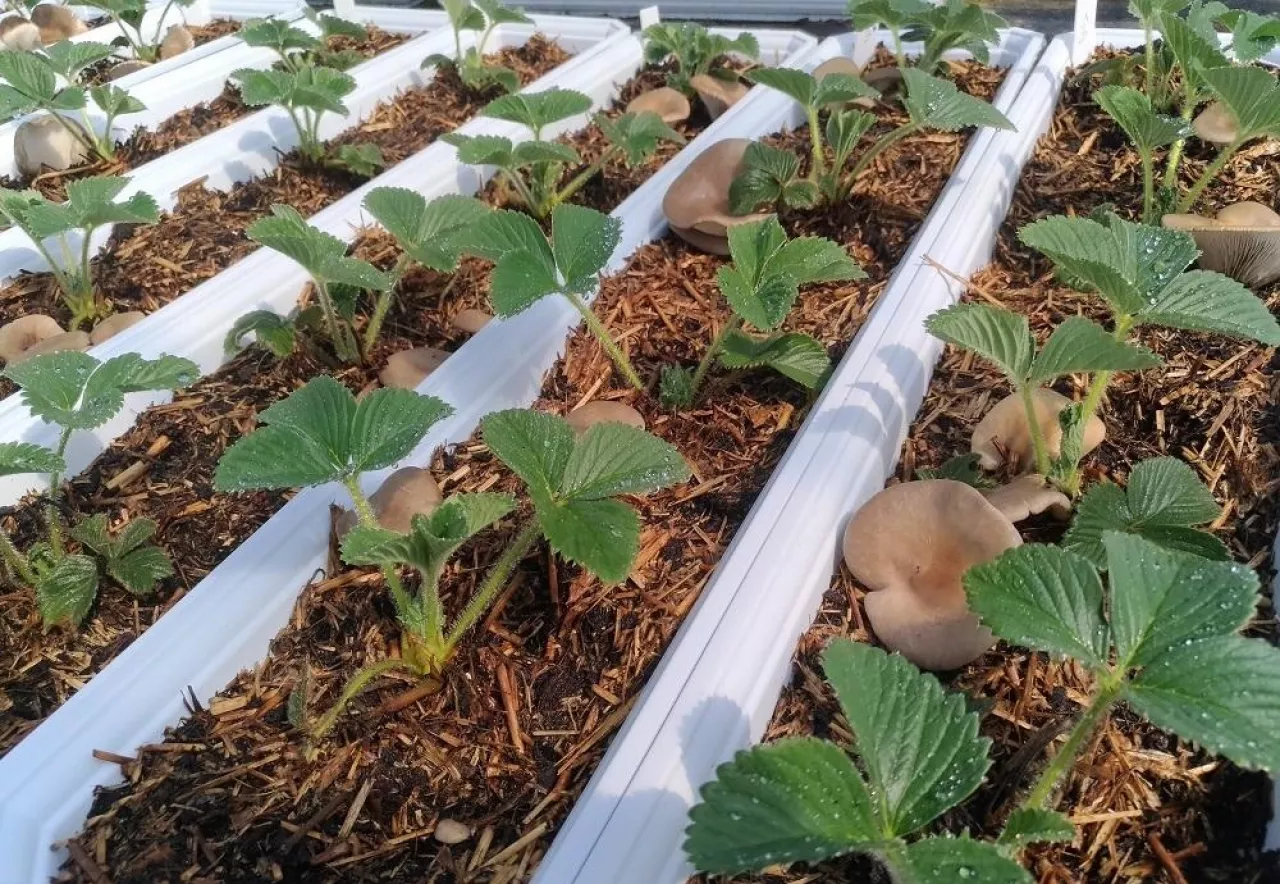 Uprawa truskawek na podłożu popieczarkowym