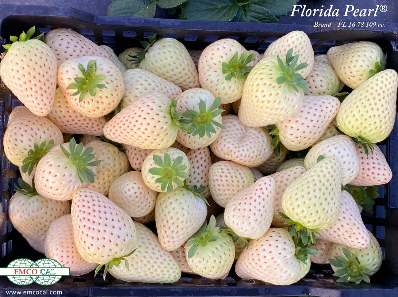Biała truskawka odmiana Florida Pearl