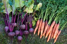 Ceny warzyw prosto od producenta