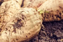 cena za tonę buraka cukrowego