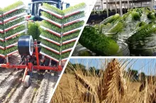 Grupa Maspex pracuje nad nowymi odmianami pomidora i ogórka gruntowego