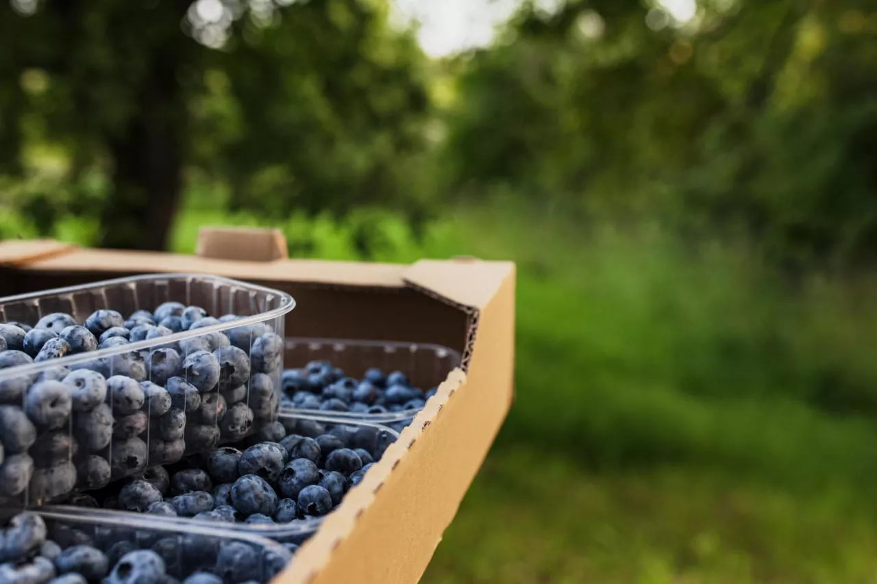 Największa w Europie plantacja ekologiczna borówki – pomimo okupacji zebrali 500 ton