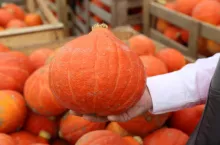 Anna Furmaniak i Klaudia Horlop z owocami nowej odmiany Colinky.