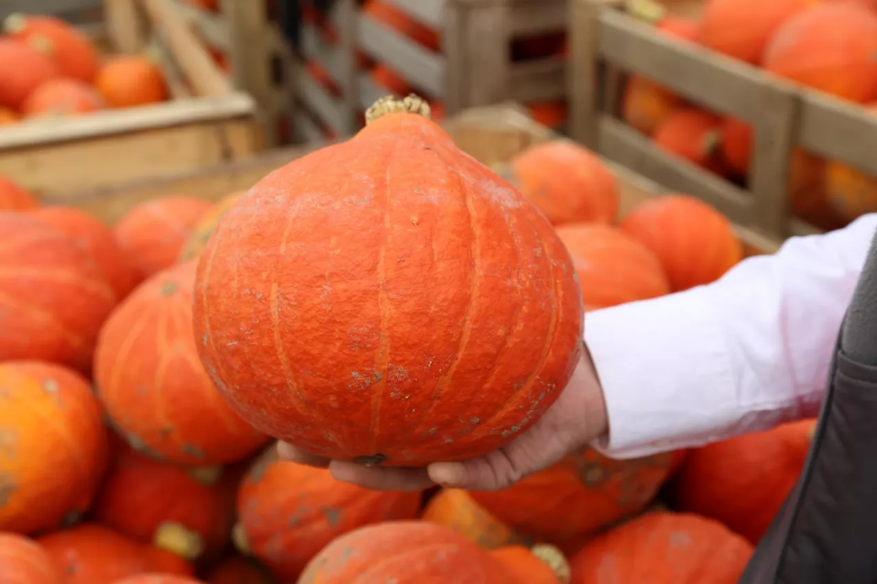 Anna Furmaniak i Klaudia Horlop z owocami nowej odmiany Colinky.