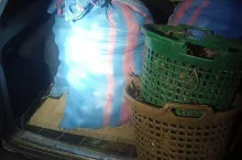 Złodzieje cebuli złapani na gorącym uczynku