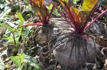 Burak ćwikłowy odmiany PNOS