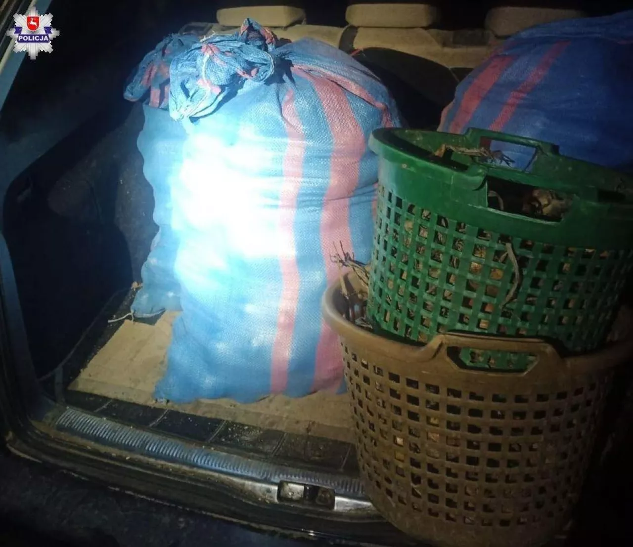 Złodzieje cebuli złapani na gorącym uczynku